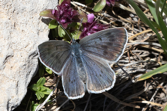Maculinea arion-2320 - Col de l'Izoard-27/06/25
