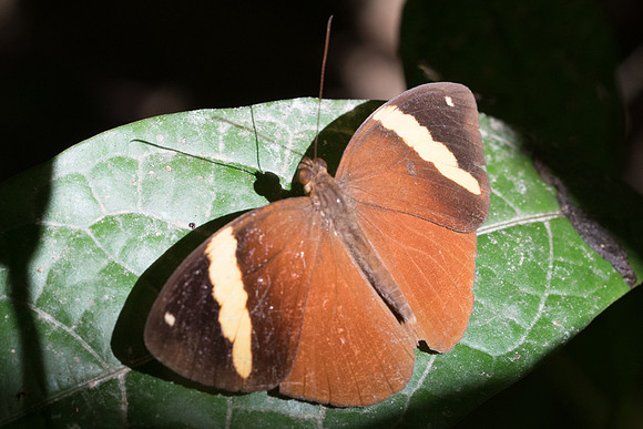 Xanthotaenia busiris busiris-7043 - Khao Phanom Bencha National Park -28/11/23
