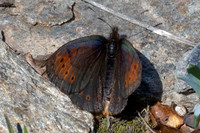 Erebia pandrose-1190 - Col d'Agnel - 24/06/25