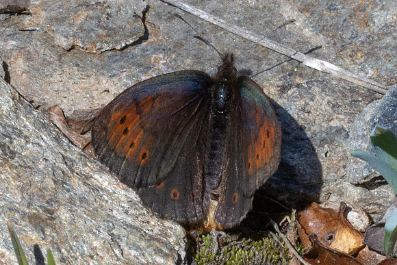 Erebia pandrose-1190 - Col d'Agnel - 24/06/25