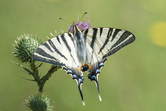 Iphiclides poladirius-9226 - Précy - 15/07/17