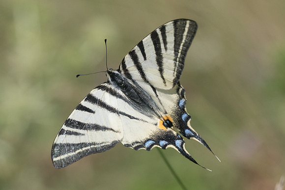 Iphiclides podalirius-6467 - Manre - 14/08/21