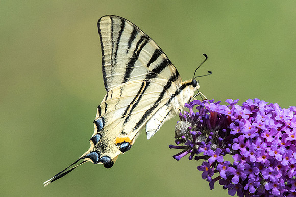 Iphiclides podalirius-8520 - Précy - 14/07/18