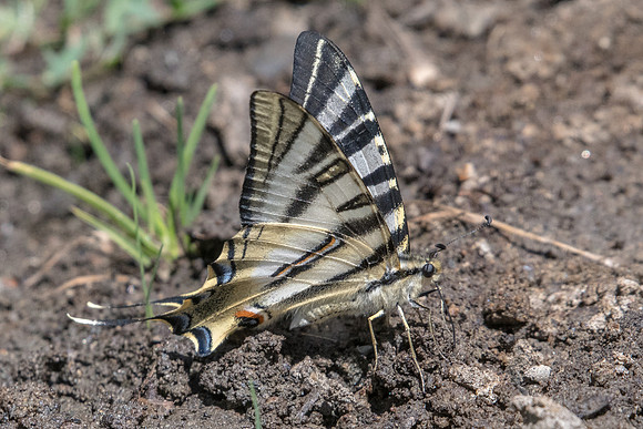 Iphiclides festhamelii-7390 - Nohedes - 23/0/07/23