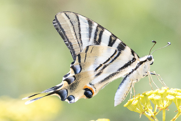 Iphiclides feisthameli-1764 - Sournia - 15/07/23