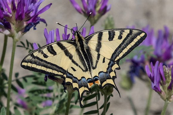 Papilio alexanor-9160 -Argentière la Bessée -29/06/21