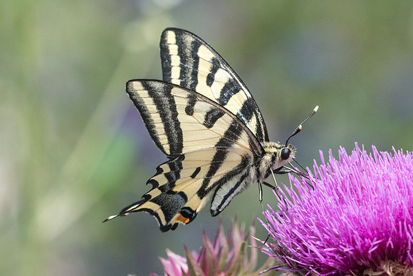 Papilio alexanor-2668 - Argentière la Bessée - 3/07/21