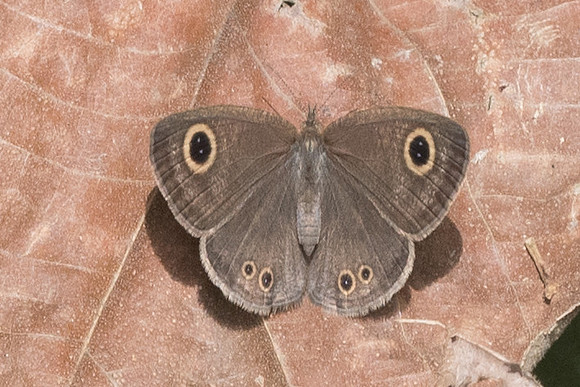 Ypthima huebneri -2439 - Chiang Rai - 18/11/23