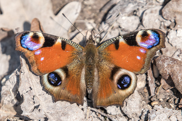 Inachis io - 0349 - Fontainebleau - 19/03/22