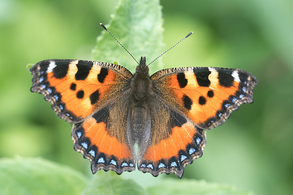 Aglais urticae-5550 - Châtillon sur seine - 26/05/22