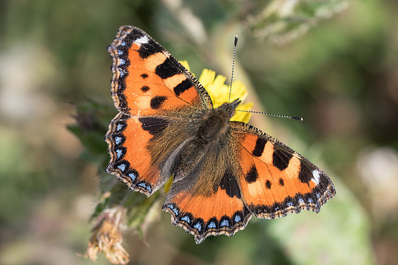Aglais urticae-5802 - La Queue les Yvelines - 26/05/22