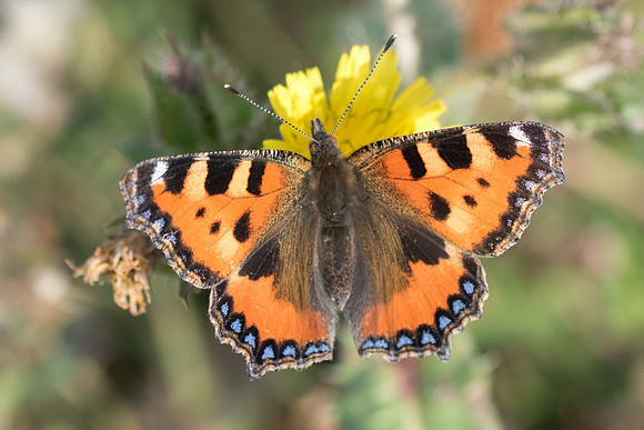 Aglais urticae-5800- La Queue les Yvelines - 26/05/22