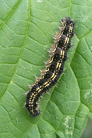 Aglais urticae_5426 - Chatillon sur seine - 26/05/22