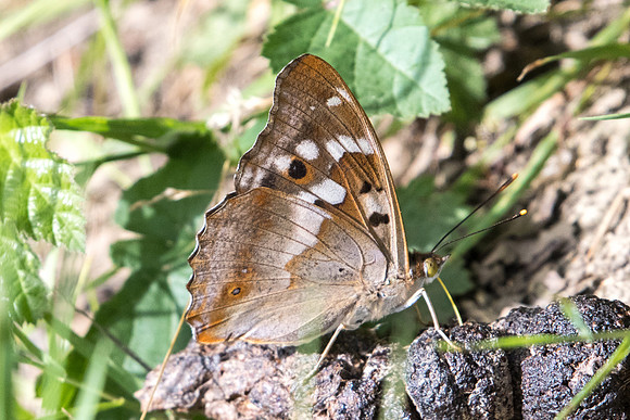 Apatura ilia  f ilia-3262 - Croissy-Beaubourg - 18/06/22