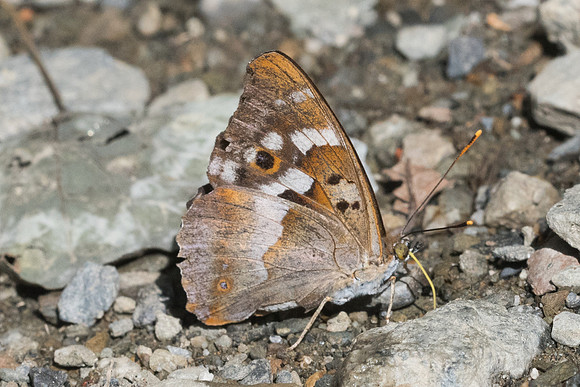 Apatura ilia ssp Ilia- 5877 - Llo - 20/07/23