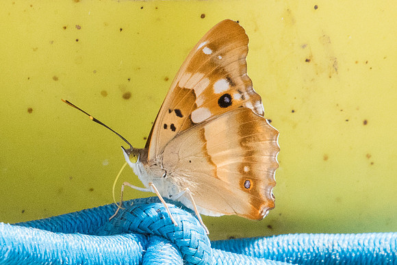 Apatura ilia-7410 - Nohedes - 23/07/23