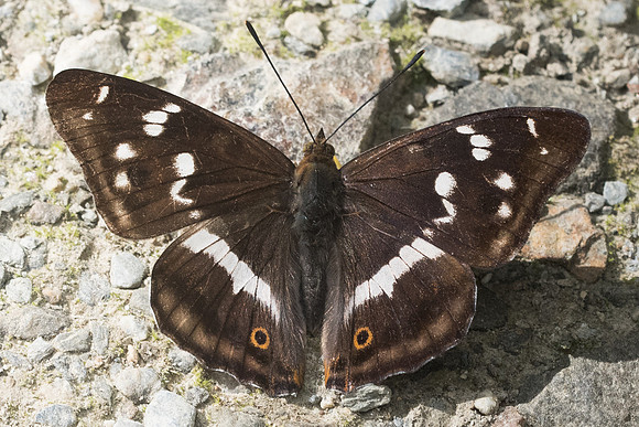 Apatura iris-2199 - Nohedes - 16/07/23