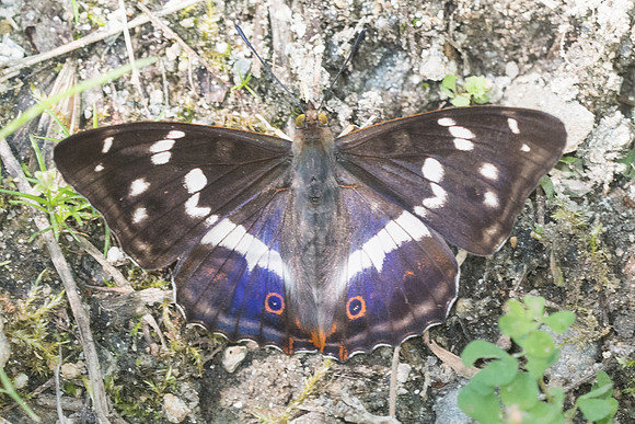 Apatura iris-2659 - Nohedes - 16/07/23