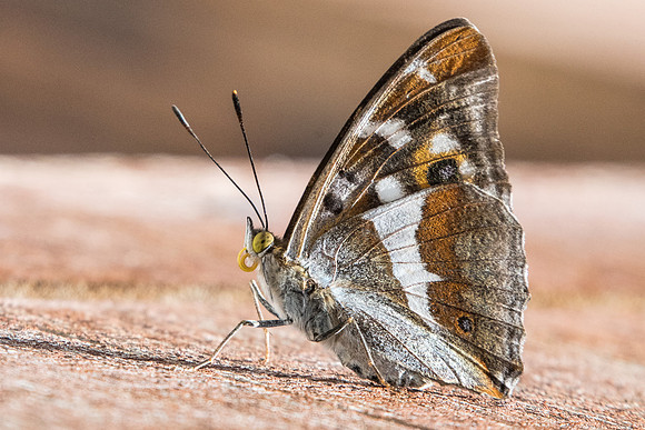 Apatura iris-7374 - Nohedes - 23/07/23