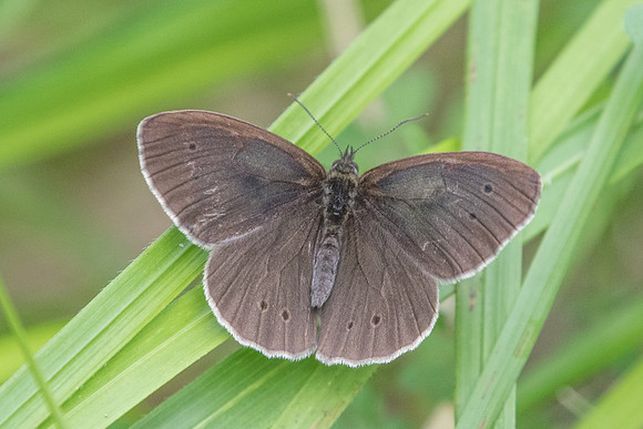 Aphantopus hyperantus - Lesigny - 14/06/20