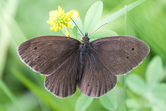 Aphantopus hyperantus - 2274 - Nohedes - 16/07/23