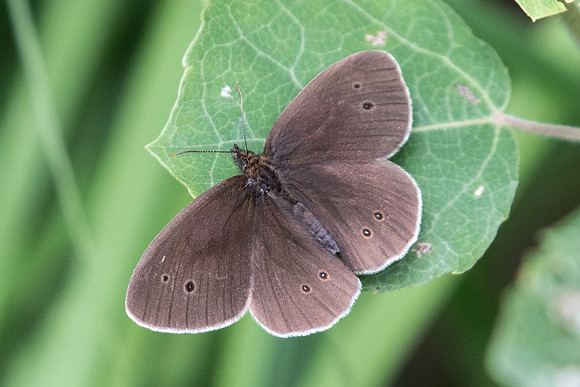 Aphantopus hyperantus-4944 - Lesigny - 14/06/20