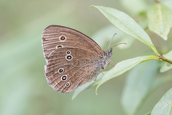 Aphantopus hyperantus (Tristan) -Fontainebleau
