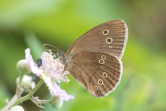 Aphantopus hyperantus-8506 - Précy - 14/07/17