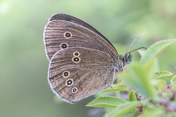 Aphantopus hyperantus-6984 - Fontainebleau - 30/06/18