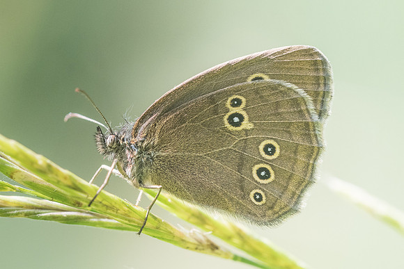 Aphantopus hyperantus 4261 - Croissy-beaubourg - 3/07/22