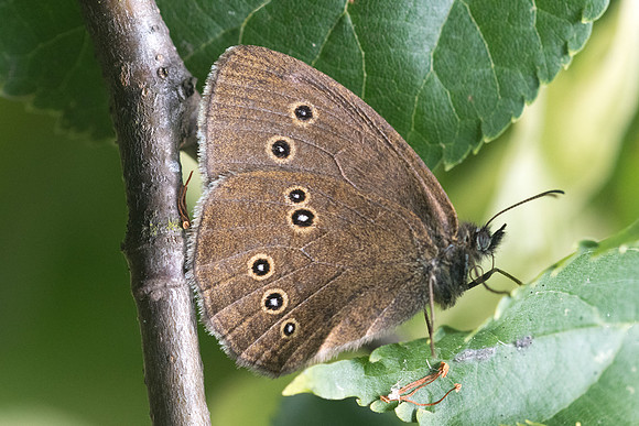 Aphantopus hyperantus_4252 - Croissy-beaubourg - 3/07/22