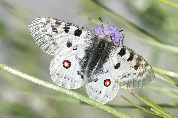 Parnassius apollo-8177 - Isola 2000 29/06/21