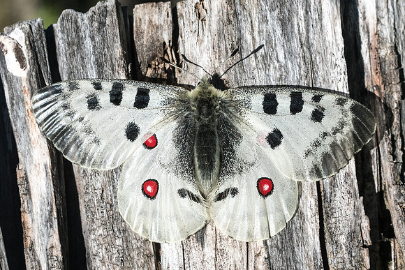 Parnassius apollo-8100 - Isola 2000 - 29/06/21
