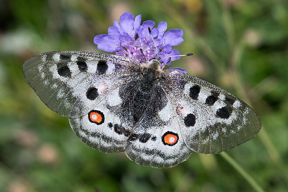 parnassius apollo-2482 - Puy St André - 19/07/22