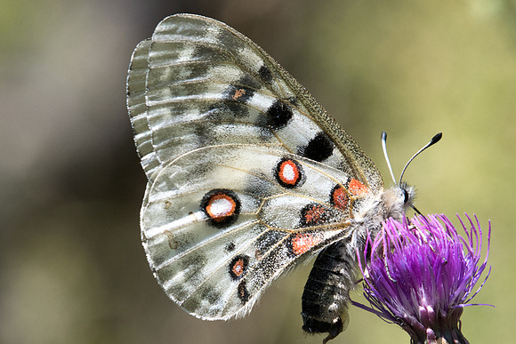 Parnassius apollo-0309 - Le Monetier les bains - 17/07/22