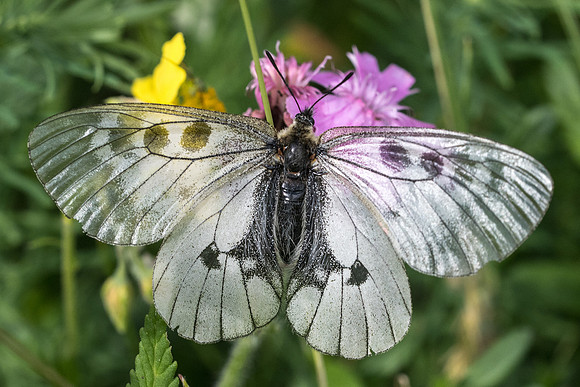 Parnassius mnemosyne ♀-7708 - Launes (Beuil) - 1460m - 28/06/21