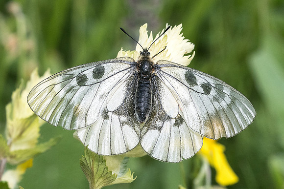 Parnassius mnemosyne ♀-7686 - Launes (Beuil) 28/06/21