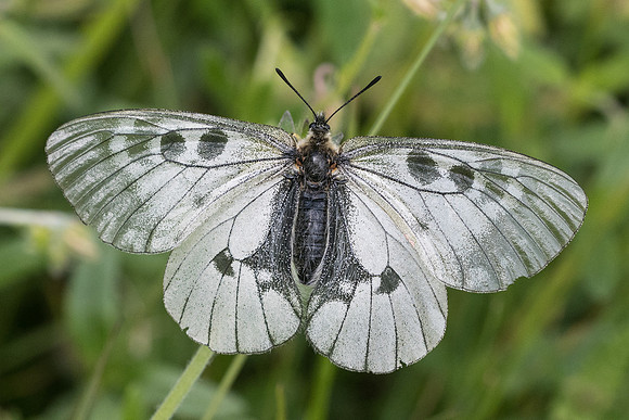 Parnassius mnemosyne ♀-7657 - Launes (Beuil) - 28/06/21