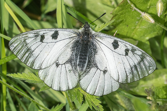Parnassius mnemosyne - 6136 - St Dalmas le Selvage - 27/06/21