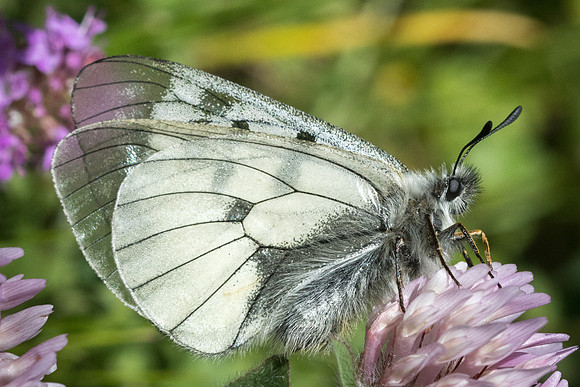 Parnassius mnemosyne - 1962 - Nevache 2000m - 02/07/21