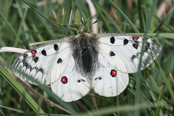Parnassius sacerdos ♀-0802 - Cervières 1966m - 30/06/21