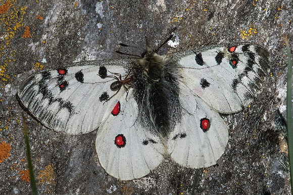 Parnassius sacerdos-1410 - Cervières - 1/07/21