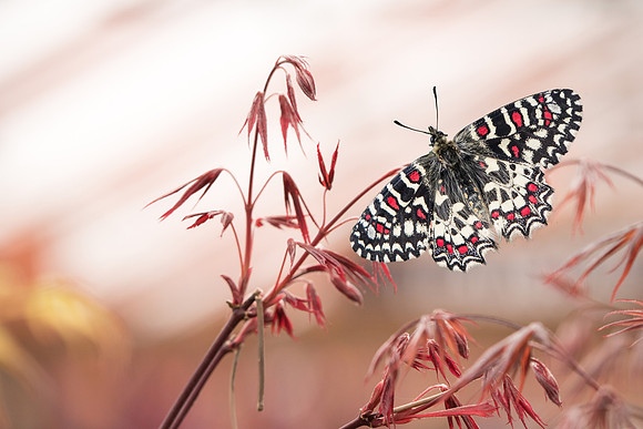 Zerynthia rumina (Proserpine) - Digne-les-bains