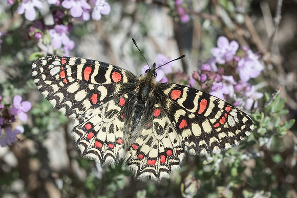 Zerynthia rumina - 5983 - Cipières - 12/05/21
