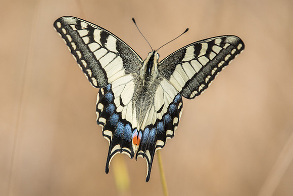 Papilio machaon-0848 - Arbonne la forêt - 23/08/18