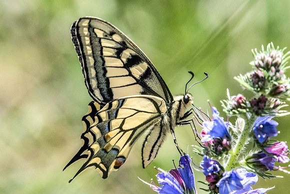 Papilio machaon-5364 - Fontainebleau - 24/06/20
