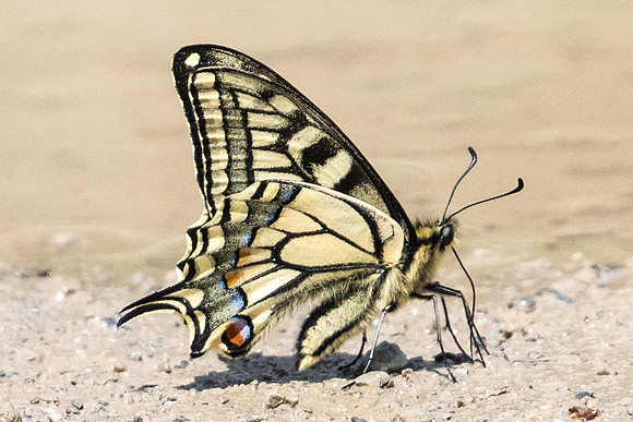 Papilio machaon-4871 - Vallée de la Clarée - 3/07/20