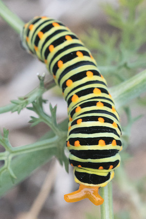 Machaon chenille-3356 - Sournia - 18/05/23