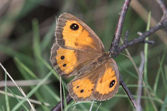 Pyronia bathseba-1026 Route Eus-Sournia - 15/07/23