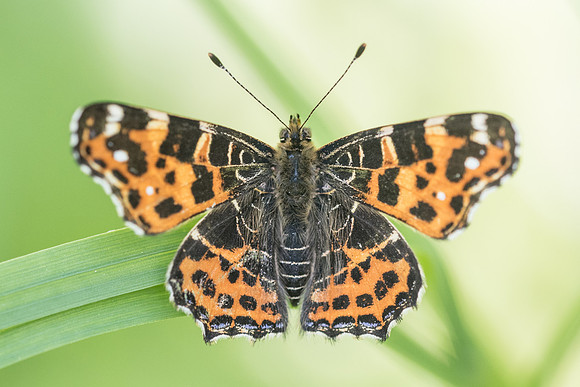 Araschnia levana levana - 8082 - Vaux le vicomte - 21/04/18